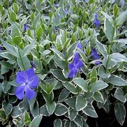 Vinca major 'Variegated'