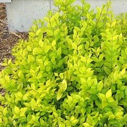 Ligustrum x vicaryi 'Golden Vicary'
