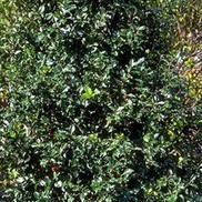 Ilex x meserveae 'Blue Prince'