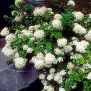 Hydrangea paniculata 'Pee Gee'