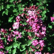 Lagerstroemia indica 'Cantennial Spirit'