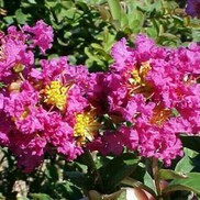 Lagerstroemia x fauriei 'Twilight'