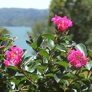 Lagerstroemia  'Pokomoke'