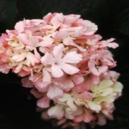 Viburnum pliatum 'Mary Milton'