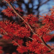 Hamamelis x intermedia 'Diane'