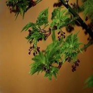Acer palmatum 'Shishigashira'