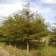 Nyssa sylvatica