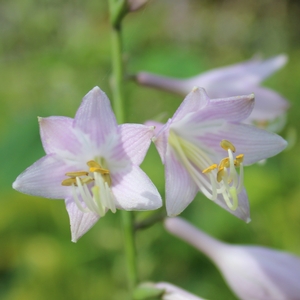 Hosta  'Gold Drop'