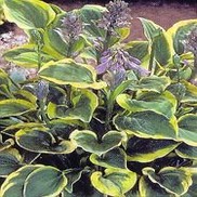 PLANTAIN LILY 'GOLDEN TIARA'