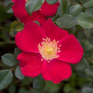 Rosa OSO EASY 'Cherry Pie'