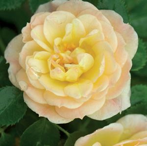 Rosa OSO EASY 'Honey Bun'