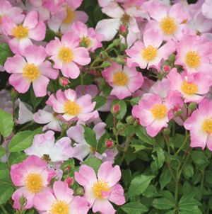 Rosa OSO EASY 'Fragrant Spreader'