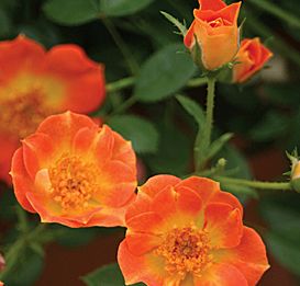 Rosa OSO EASY 'Paprika'