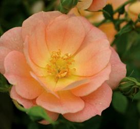 Rosa OSO EASY 'Peachy Cream'