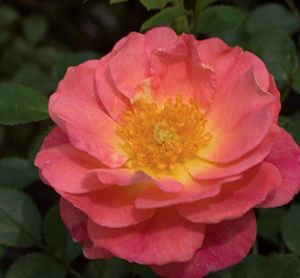 Rosa OSO EASY 'Strawberry Crush'