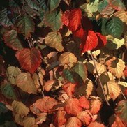 Viburnum dentatum 'Autumn Jazz'