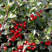 Ilex x meserveae 'Blue Princess'