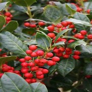 Ilex hybrid 'Nellie R Stevens'
