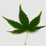 Acer palmatum 'Green'