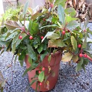 Ardisia japonica
