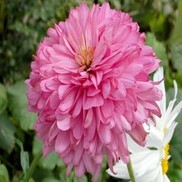 CONEFLOWER 'PINK POODLE'