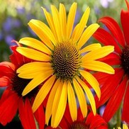 CONEFLOWER 'MAC 'N' CHEESE'