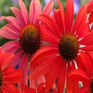 CONEFLOWER 'TOMATO SOUP'