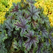 Heucherella  'Tapestry'