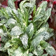AJUGA 'SPARKLER'