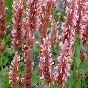 Agastache  'Cotton Candy'