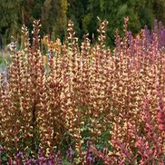 Agastache  'Summer Glow'