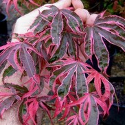Acer palmatum 'Shirazz'