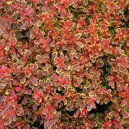 Berberis thunbergii 'Goruzam'