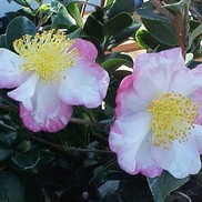 Camellia sasanqua 'Hana Jiman'