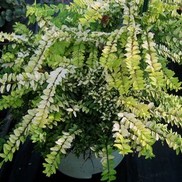 HONEYSUCKLE EDMEE GOLD'
