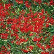 PYRACANTHA SANTA CRUZ