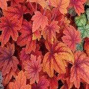 Heucherella  'Sweet Tea'