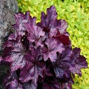 Heuchera hybrid 'Plum Royale'