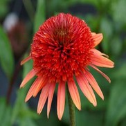 CONEFLOWER 'CORAL REEF'