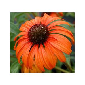 CONEFLOWER 'TANGERINE DREAM'