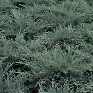 JUNIPER 'ANGELICA BLUE'