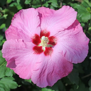 ALTHEA 'APHRODITE SINGLE PINK'