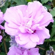 ALTHEA 'ARDENS DOUBLE PURPLE'