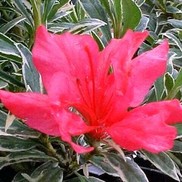 AZALEA 'ASHLEY MARIE GIRARD'