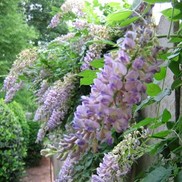 Wisteria macrostachya 'Aunt Dee'