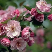 Malus c.v. 'Branzam'