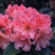 AZALEA 'CAROLINE GIRARD'
