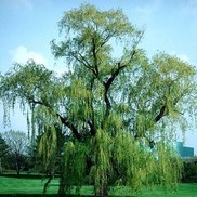Salix babylonica 'Babylon'