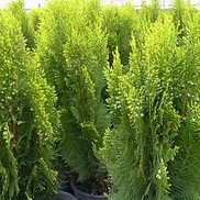 ARBORVITAE 'BERCKMAN'S GOLDEN'