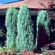 JUNIPER 'BLUE ARROW'